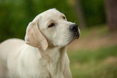 Labrador köpeği kırsal bir arkaplan ile portreyi kapatır