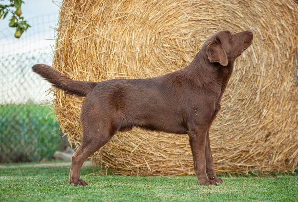 Labrador Dog Posando Show Cães Com Cenário Rural — Fotografia de Stock