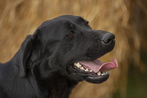 Labrador Perro Cerca Retrato Con Telón Fondo —  Fotos de Stock