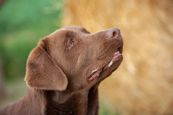 Labrador Cão Close Retrato Com Pano Fundo Rural — Fotografia de Stock