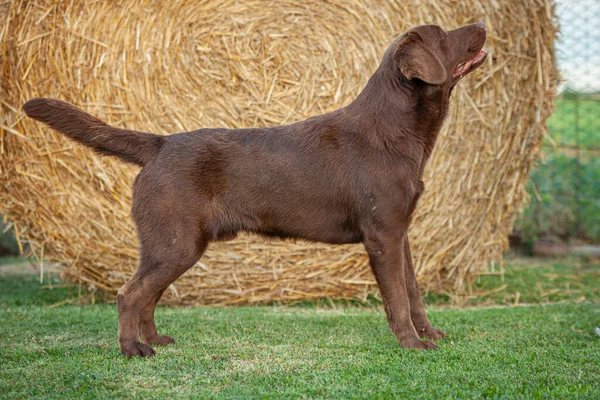 Labrador Dog Posando Show Cães Com Cenário Rural — Fotografia de Stock