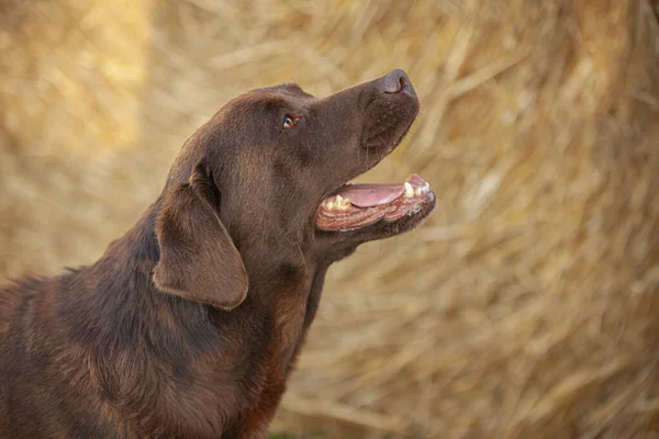 Labrador Cão Close Retrato Com Pano Fundo Rural — Fotografia de Stock