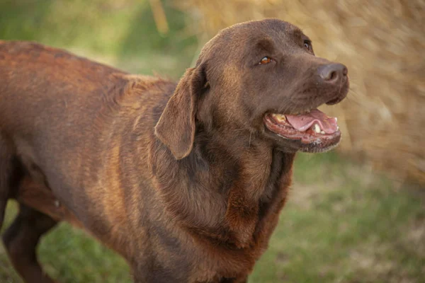 Labrador Cão Close Retrato Com Pano Fundo Rural — Fotografia de Stock