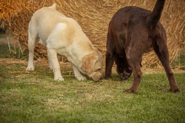 Yazın güneşli bir günde kırsalda Labrador köpeği oynar