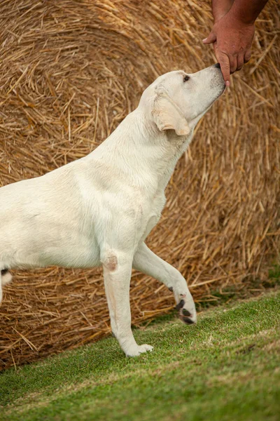Labrador Dog Posa Una Mostra Canina Con Uno Sfondo Campagna — Foto Stock