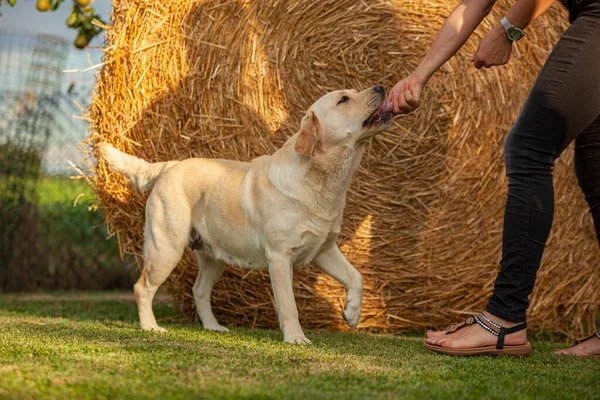 Лабрадорская Собака Играет Сельской Местности Солнечный Летний День — стоковое фото