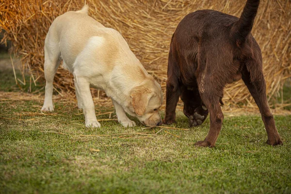 Labrador Hond Spelen Het Platteland Een Zonnige Dag Zomer — Stockfoto