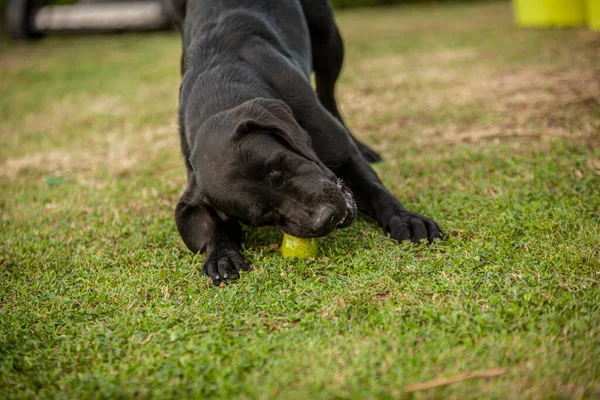 Yazın Güneşli Bir Günde Kırsalda Labrador Köpeği Oynar — Stok fotoğraf