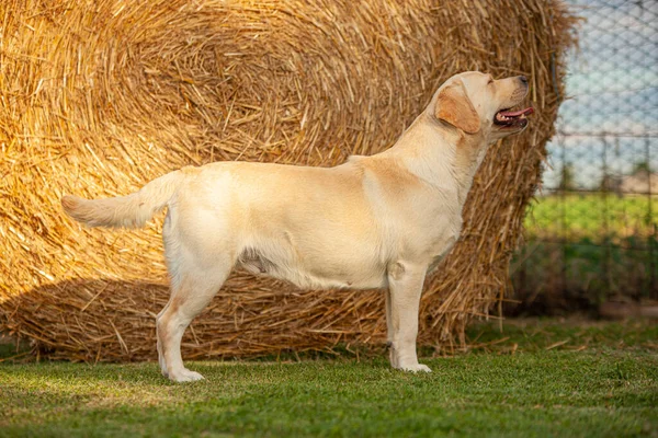 Labrador Dog Posing in a dog show with a countryside backdrop