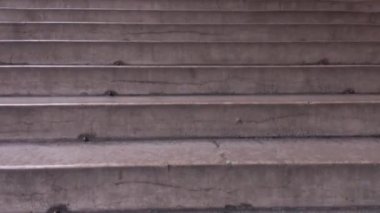 İtalya, Ferrara 'da karabatak.