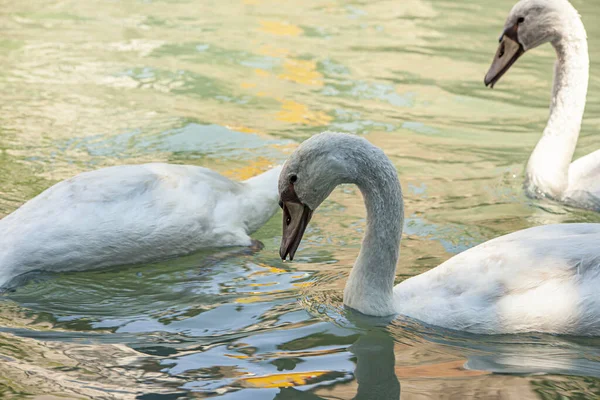 Cisne Água Rio Buranelli Treviso Itália — Fotografia de Stock