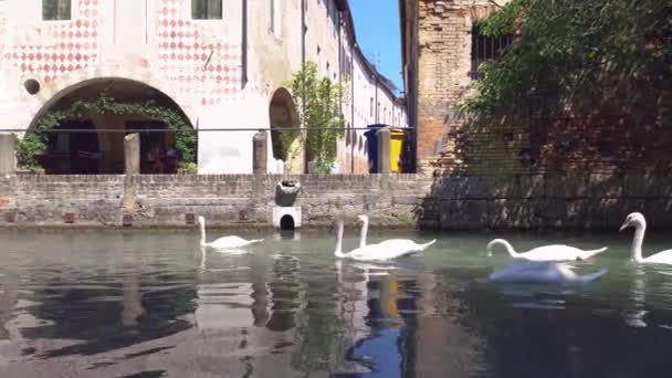 Isola della pescheria in Treviso in Italy 4 — стоковое видео
