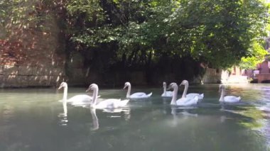 Sudaki kuğular
