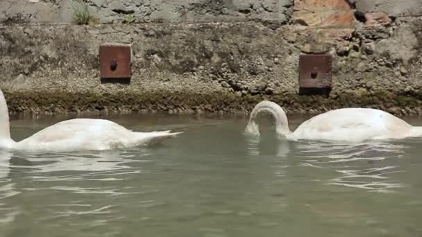 Hattyúk a folyóban 2 — Stock videók