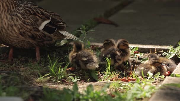 Pato con patitos 3 — Vídeo de stock