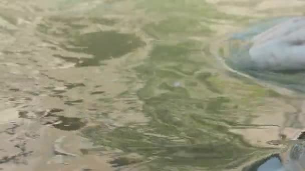 Лебедь в воде 2 — стоковое видео