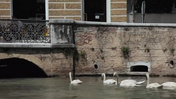 Isola della pescheria in Treviso in Italy with swans 2 — Stock Video