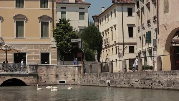 Isola della pescheria in Treviso in Italy with swans — Stock Video