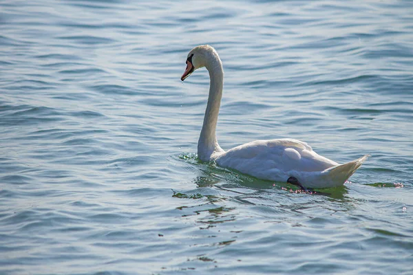 Close Swan Lake Water Summer Time — Stock fotografie