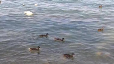 Garda Gölü 'nde Ördek