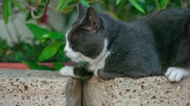 Şirin gri kedi portresi