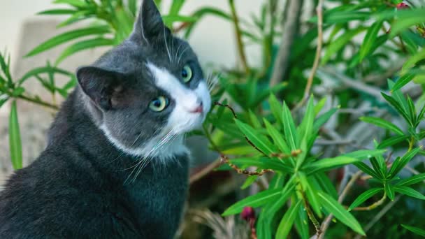 Katze spielt unter den Pflanzen — Stockvideo