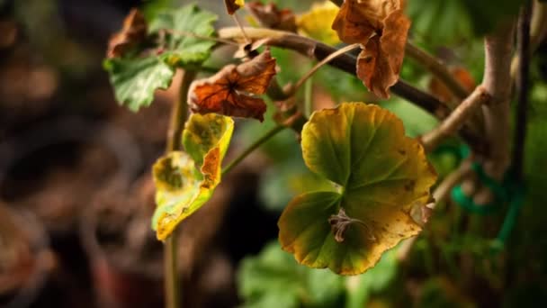 Geranium lämnar detalj 2 — Stockvideo