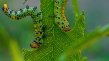 Arge ochropus ya da Arge pagana gül yapraklı 6