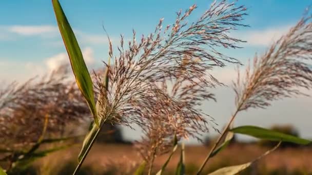 Detalle de la planta en el campo en otoño 4 — Vídeo de stock