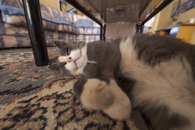 Gri ve beyaz ev kedisi oturma odasındaki bir halının üzerindeki kahve masasının altında sırt üstü uyuyarak pençelerini kameraya gösteriyor.