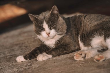 Gri ve beyaz kedi, ahşap bir yüzeyde rahat bir şekilde yatıyordu. Gözleri kapalı ve güneşli bir ışıkta güneşleniyorlardı. Huzur ve rahatlama dolu huzurlu bir anı somutlaştırıyorlardı.