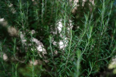 Biberiye dalları açık havada gelişir, canlı yeşil bir doku sunar. Mutfak baharatları, bitkisel tedaviler ve çeşitli botanik ve bahçe temaları için mükemmel.