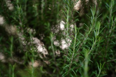 Canlı yeşil iğneleri ve aromatik yaprakları olan taze biberiye dalları, gün ışığında yakın plan, organik yemekleri çağrıştıran, Akdeniz lezzeti, refah ve bahçe tazeliği