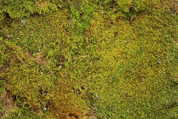 Зелений Фон Лісового Моху — стокове фото