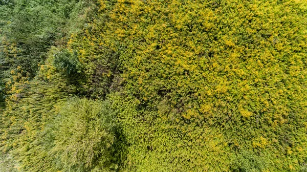 Verde Hierba Verano Pradera Arbusto Vista Superior Desde Arriba — Foto de Stock