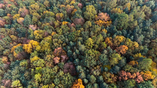 Vista Superior Del Dron Aéreo Del Bosque Otoñal — Foto de Stock