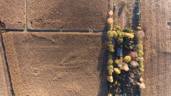 Aerial Drone View Corn Field Harvest Trees Farmer House Top — Stock Photo, Image