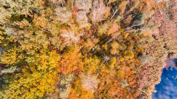 Lake Autumn Forest Colorful Leaves Aerial Drone View — Stock Photo, Image