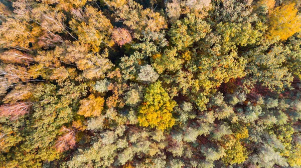 Hösten Skogen Med Gröna Och Gula Blad Antenn Drönarvy — Stockfoto