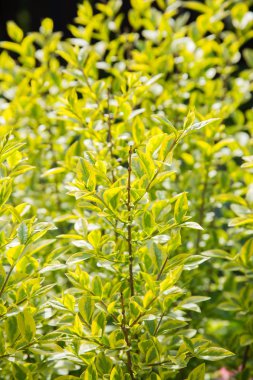 bush dalları güneşli gün, yeşil yaprakları ile yakından görmek 