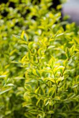 bush dalları güneşli gün, yeşil yaprakları ile yakından görmek 