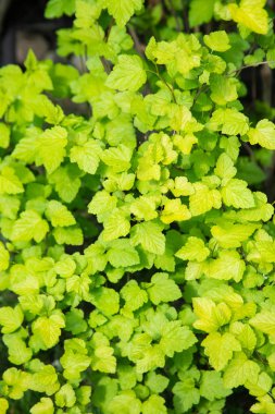 bush dalları güneşli gün, yeşil yaprakları ile yakından görmek 