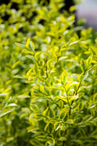 bush dalları güneşli gün, yeşil yaprakları ile yakından görmek 