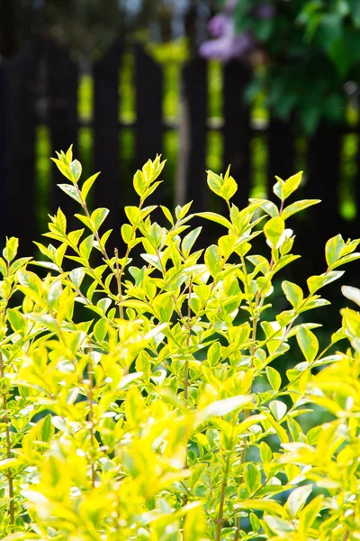 Nahaufnahme Von Buschwerken Mit Grünen Blättern Sonnigen Tagen — Stockfoto