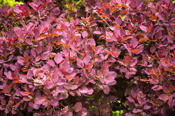 Close View Bush Branches Pink Leaves Sunny Day — Stock Photo, Image