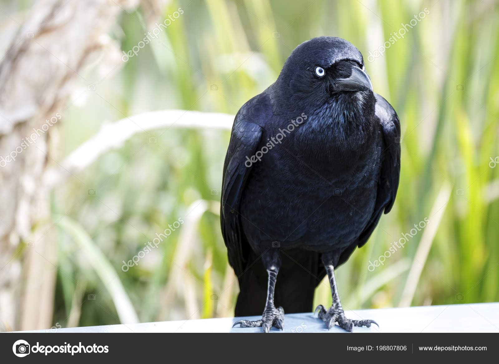 Funny crow Stock Photos, Royalty Free Funny crow Images | Depositphotos
