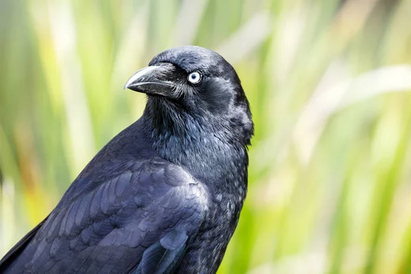 Gündüz, açık havada Kara Karga closeup