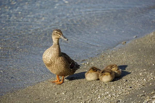 Gündüz gölde yanında üç ördek yavrusu ile anne ördek