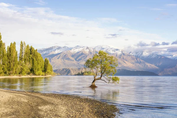 O Wanaka ağaç ve göl Wanaka kıyı, Roys Bay, Wanaka, Yeni Zelanda 