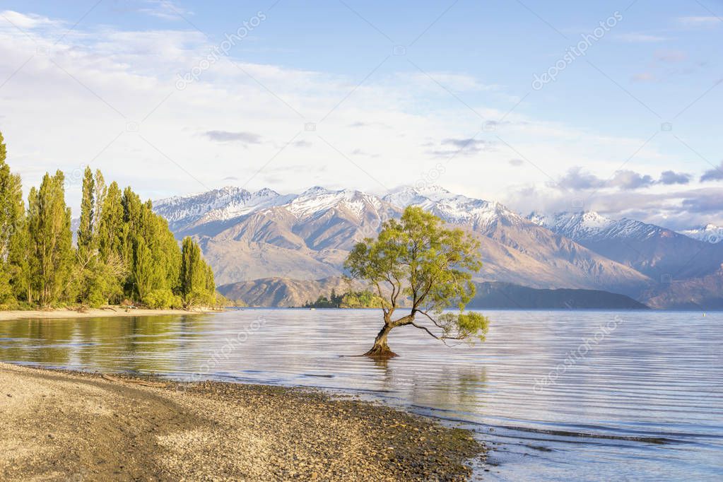 That Wanaka Tree and Lake Wanaka shoreline, Roys Bay, Wanaka, New Zealand 